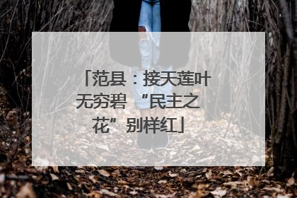 范县：接天莲叶无穷碧 “民主之花”别样红